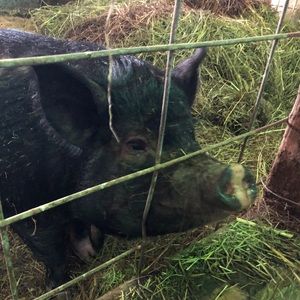 Meet your Posher, Claire